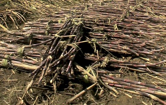 cachaça